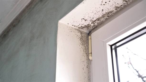 Best Toxic Mold Removal  in Fenton, MO