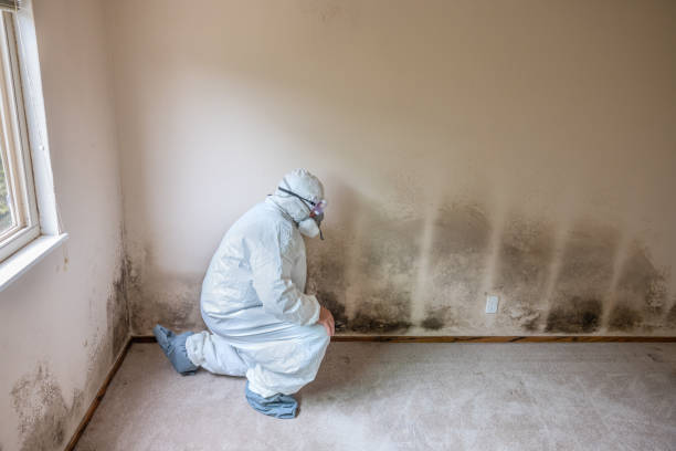 Fenton, MO Mold Removal Company