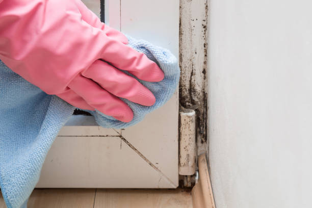 Best Crawl Space Mold Removal  in Fenton, MO