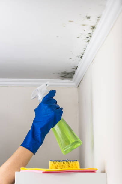 Best Emergency Mold Removal  in Fenton, MO